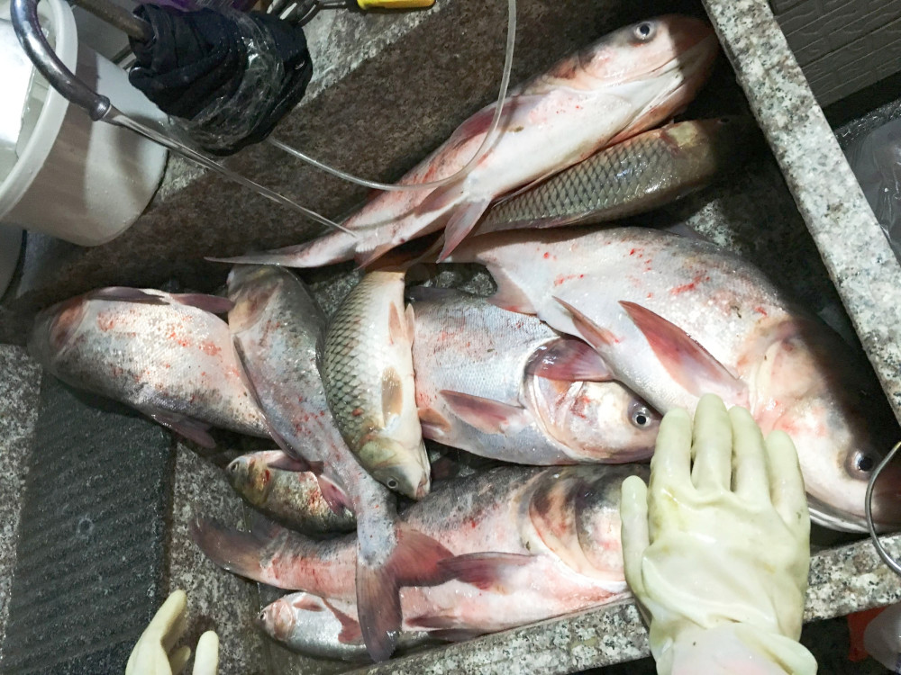 河北釣魚網(wǎng)最新魚訊速遞，探索垂釣勝地的實(shí)時動態(tài)