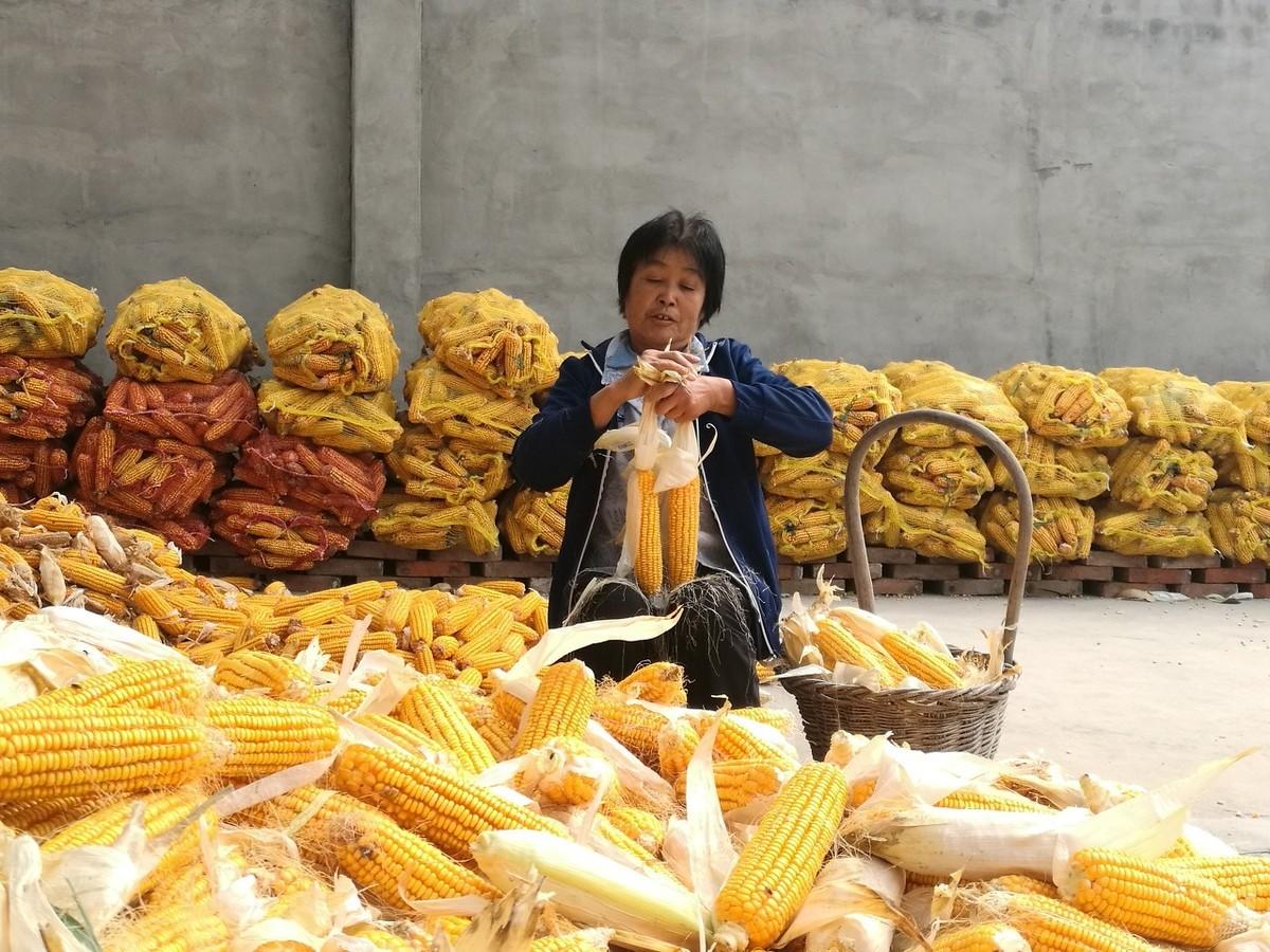 黑玉米價格最新行情動態(tài)更新????