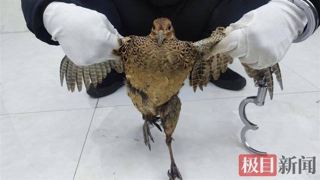關于野雞網(wǎng)視頻最新地址及其涉黃問題的深度探討與警示