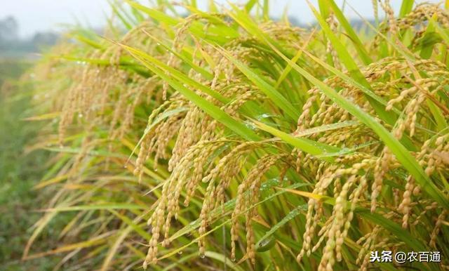 最新水稻除草劑技術(shù)科普，了解水稻除草劑的發(fā)展與趨勢