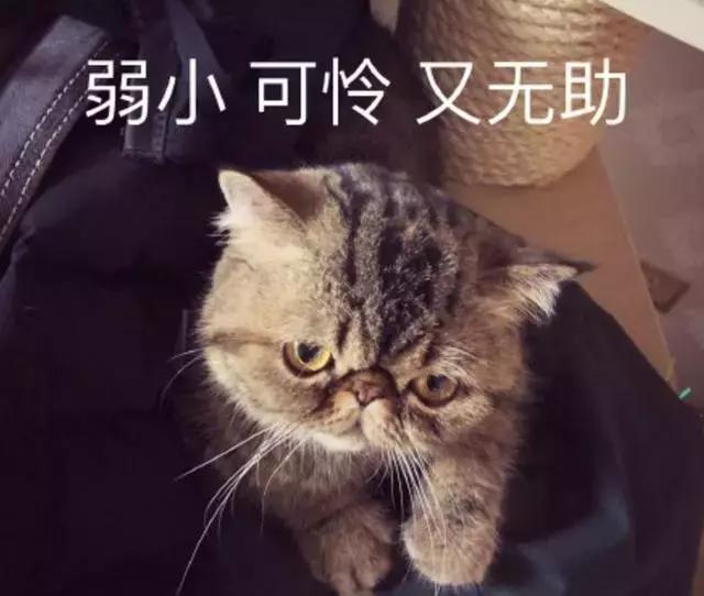 下載到夢(mèng)空間最新版，價(jià)值與風(fēng)險(xiǎn)的探討
