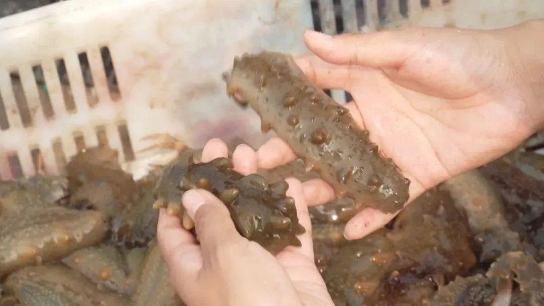 多寶魚市場最新動態(tài)與新聞速遞????