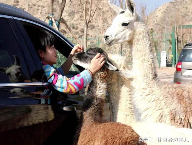 蘭州動(dòng)物園最新動(dòng)態(tài)更新