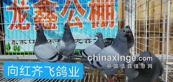 龍鑫公棚最新公告,龍鑫公棚最新公告，觀點(diǎn)論述