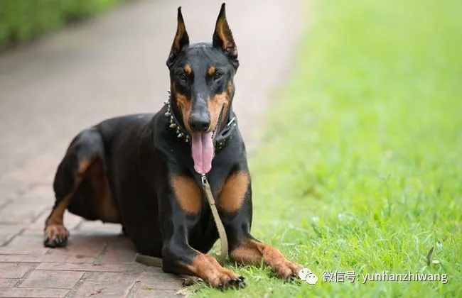 科技賦能下的青川獵犬新紀元出售價曝光