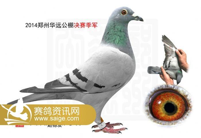 鄭州華遠公棚最新公告及其觀點論述解析