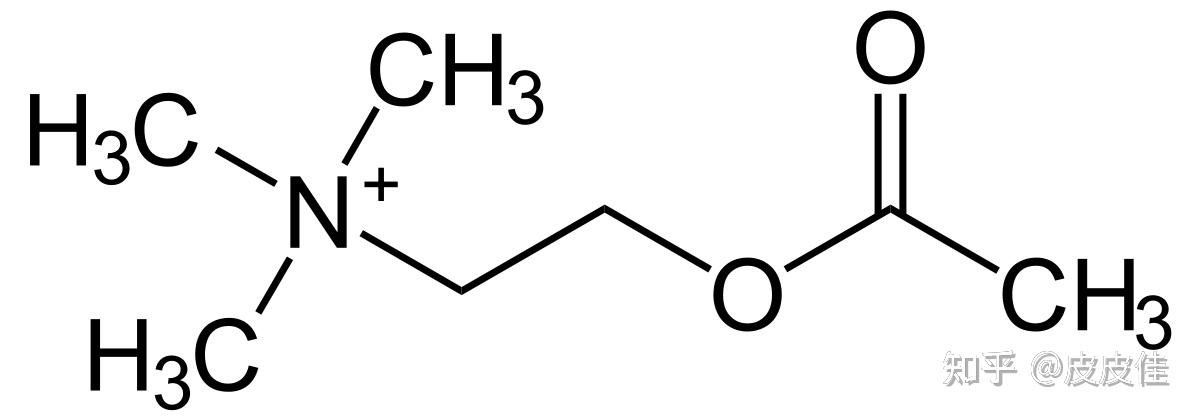 最新研究發(fā)現(xiàn) 乙酰膽堿,最新研究發(fā)現(xiàn)，乙酰膽堿