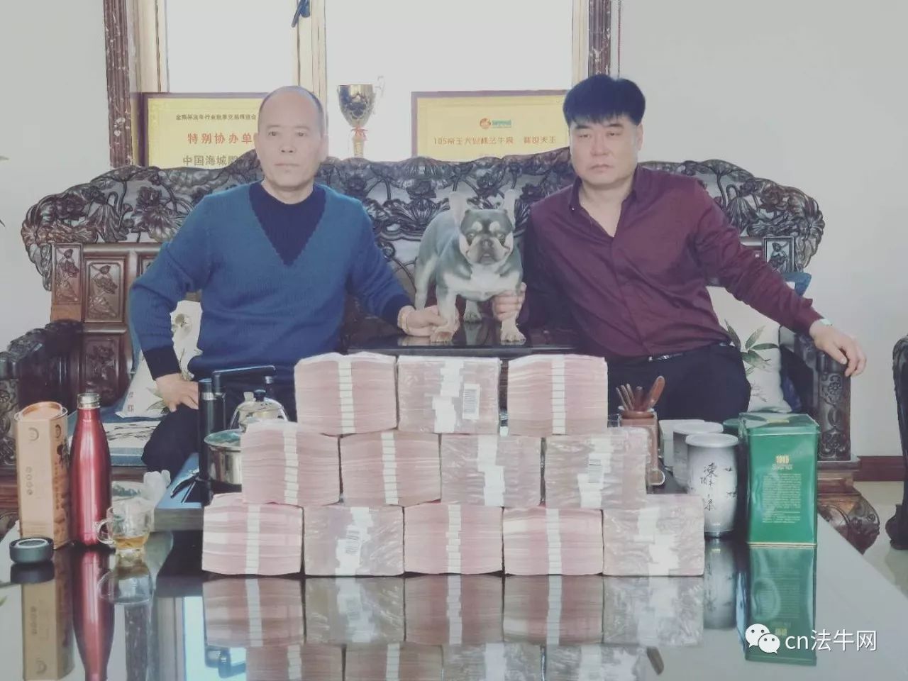 天津?yàn)I海獒園最新照片,天津?yàn)I海獒園最新照片——獒園里的溫馨日常