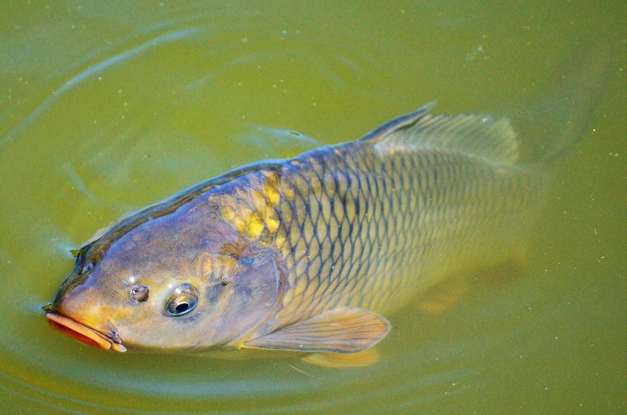 河南鯉魚最新批發(fā)價(jià)格,河南鯉魚最新批發(fā)價(jià)格的探討