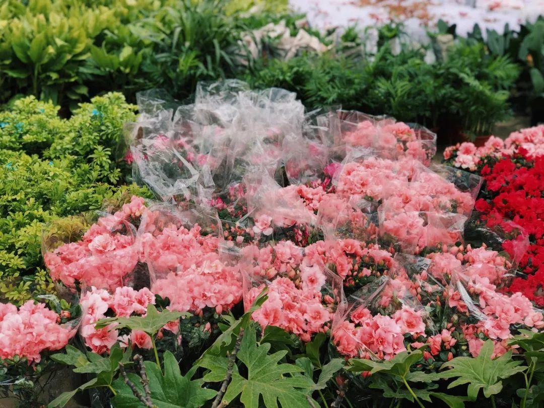 成都地鐵13號線最新消息揭秘
