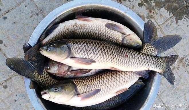達(dá)州魚情新探，勵(lì)志游向成功的故事