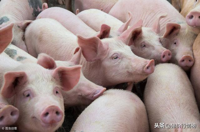 最新今日豬價格變動，學習成就自信與夢想之路