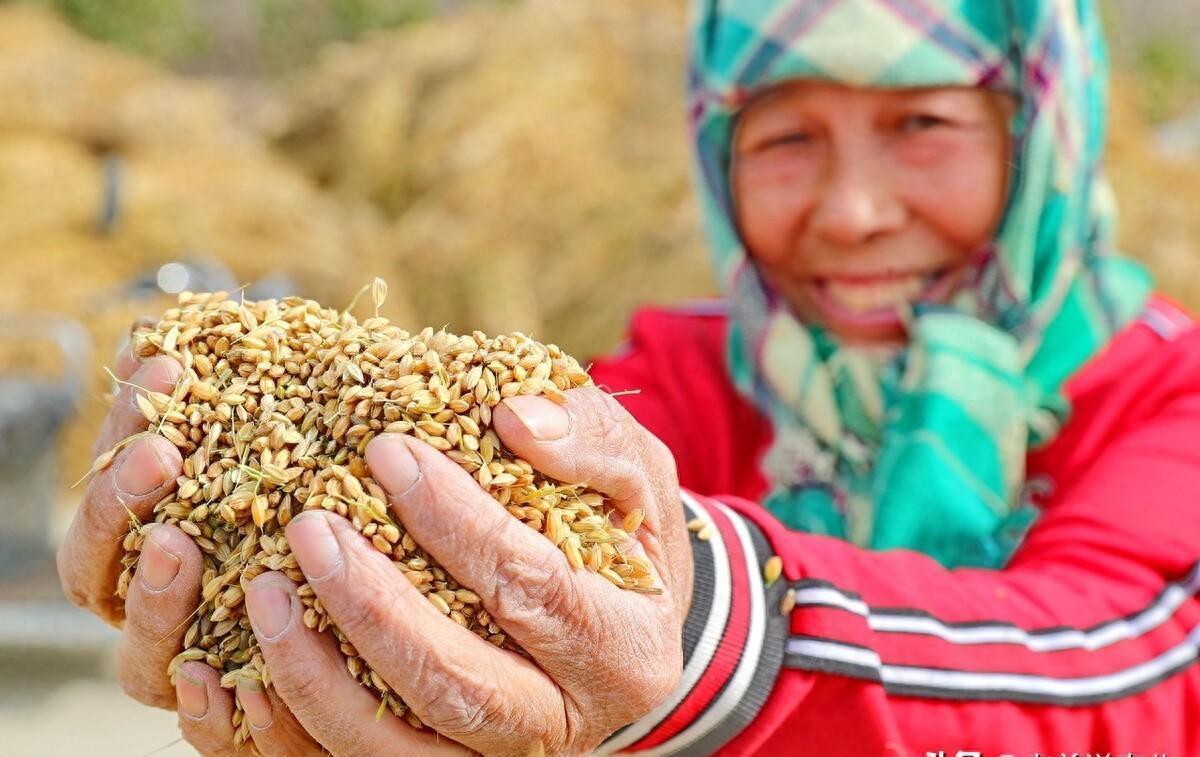 中國大豆最新價格動態(tài)，力量與自信成就感的源泉