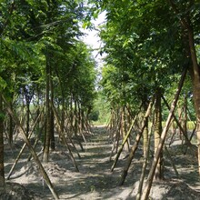 樹木市場趨勢詳解，行情解讀與把握策略