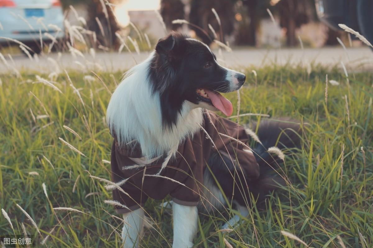深入剖析與觀點(diǎn)闡述，邊境牧羊犬的價(jià)格探討