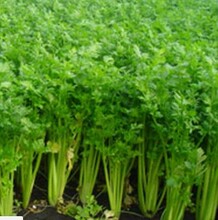 西芹行情分析指南，最新市場動態(tài)與趨勢預測