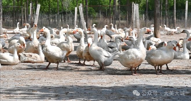 今日活鵝價格行情更新及市場動態(tài)分析