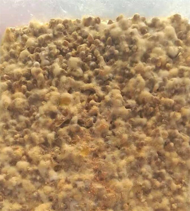 牛樟芝價格，高科技引領健康新紀元，體驗未來生活新境界！