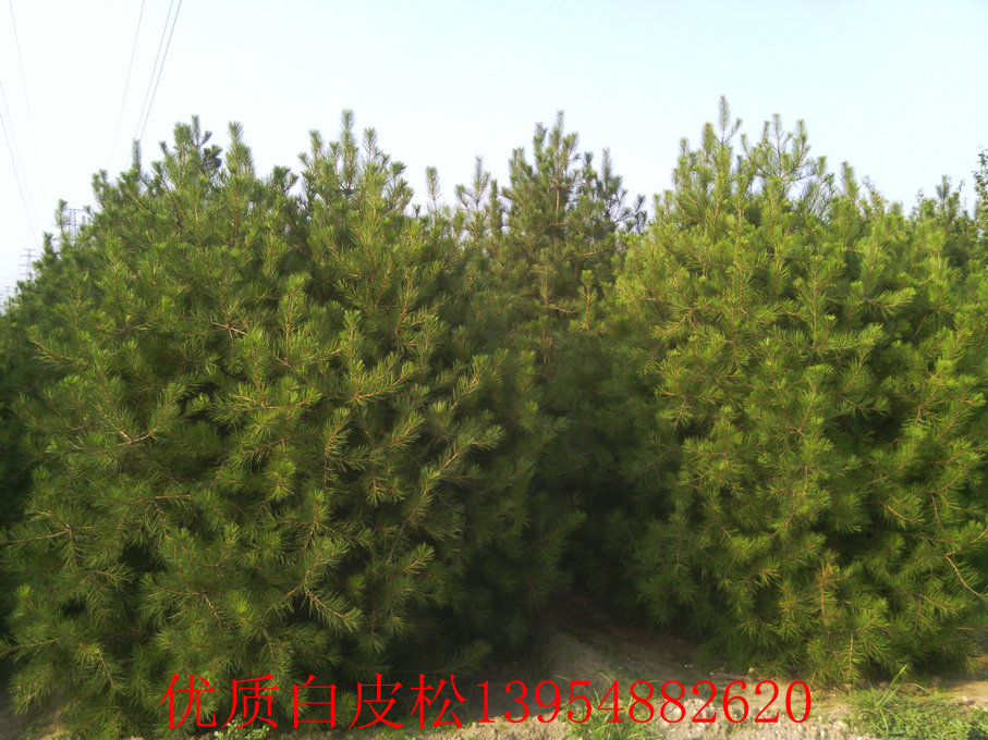 白皮松最新價(jià)格探討與觀點(diǎn)分析