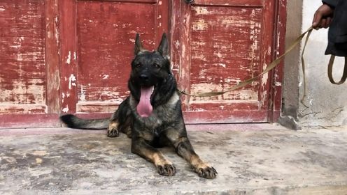 最新三平犬業(yè)種公信息揭秘，犬界英雄的日常趣事