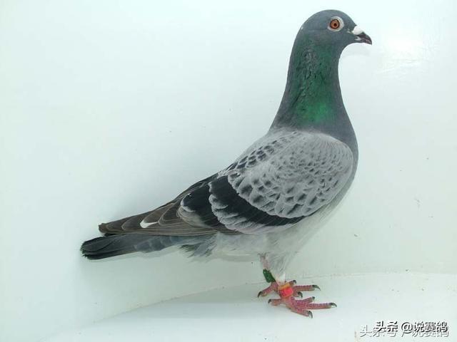 信鴿比賽回來(lái)怎么調(diào)理,信鴿比賽歸來(lái)后的全面調(diào)理指南