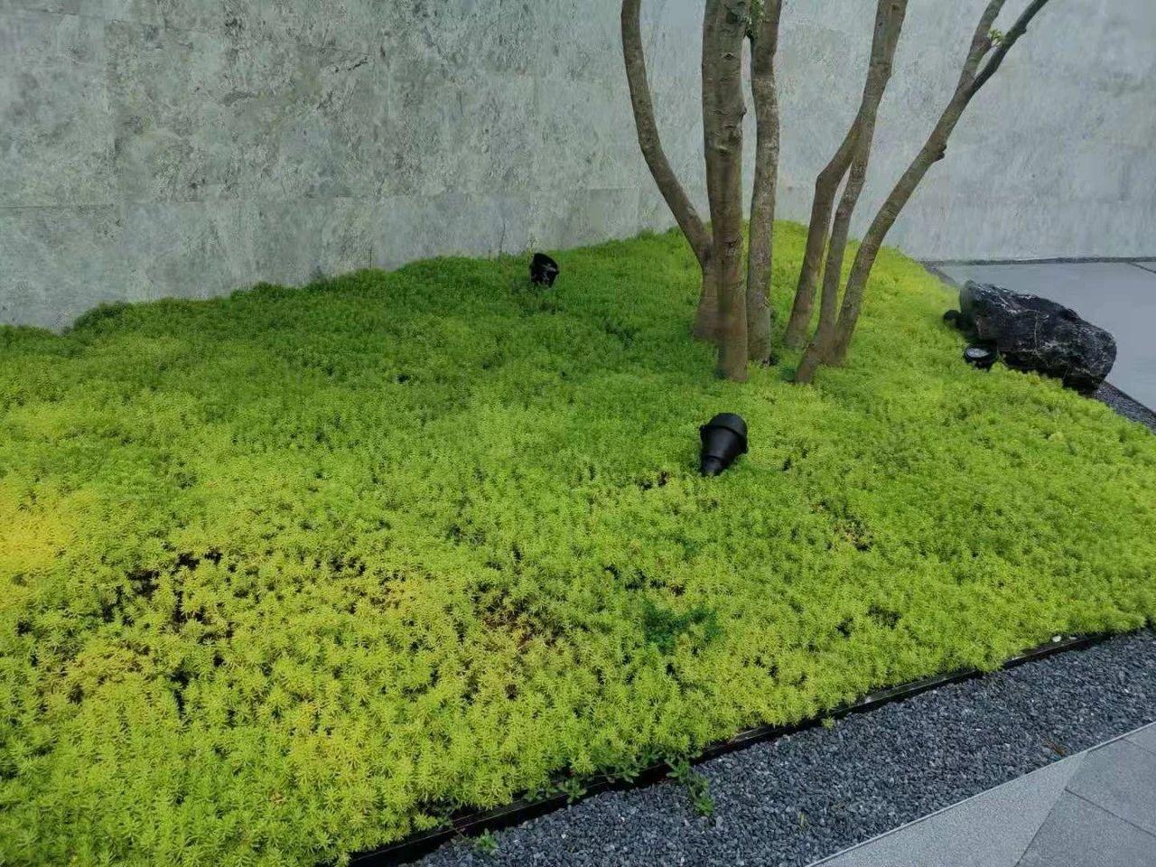 佛甲草價格揭秘，全面了解佛甲草市場行情！