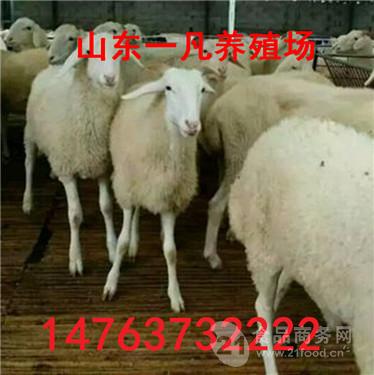 一只羊的價格，因素分析、市場分析及未來趨勢預(yù)測