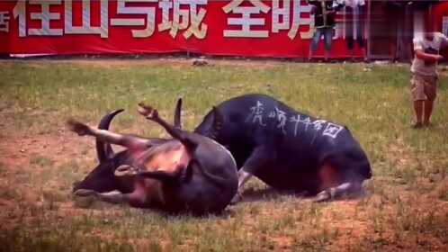斗牛比賽現(xiàn)場悲劇，死亡與反思