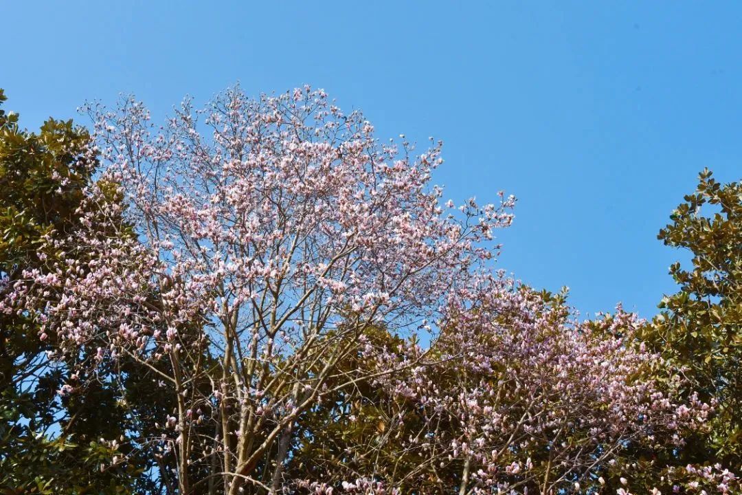 玉蘭新品種亮相，種植與養(yǎng)護(hù)指南揭秘新品種玉蘭風(fēng)采