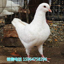 2016年鴿子價格行情深度解析及觀點論述