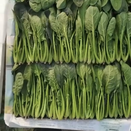 菠菜行情分析指南，全面解讀菠菜市場(chǎng)動(dòng)態(tài)與趨勢(shì)預(yù)測(cè)