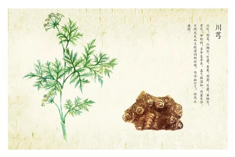 川芎最新藥典版揭秘，小巷深處的神秘藥香探索