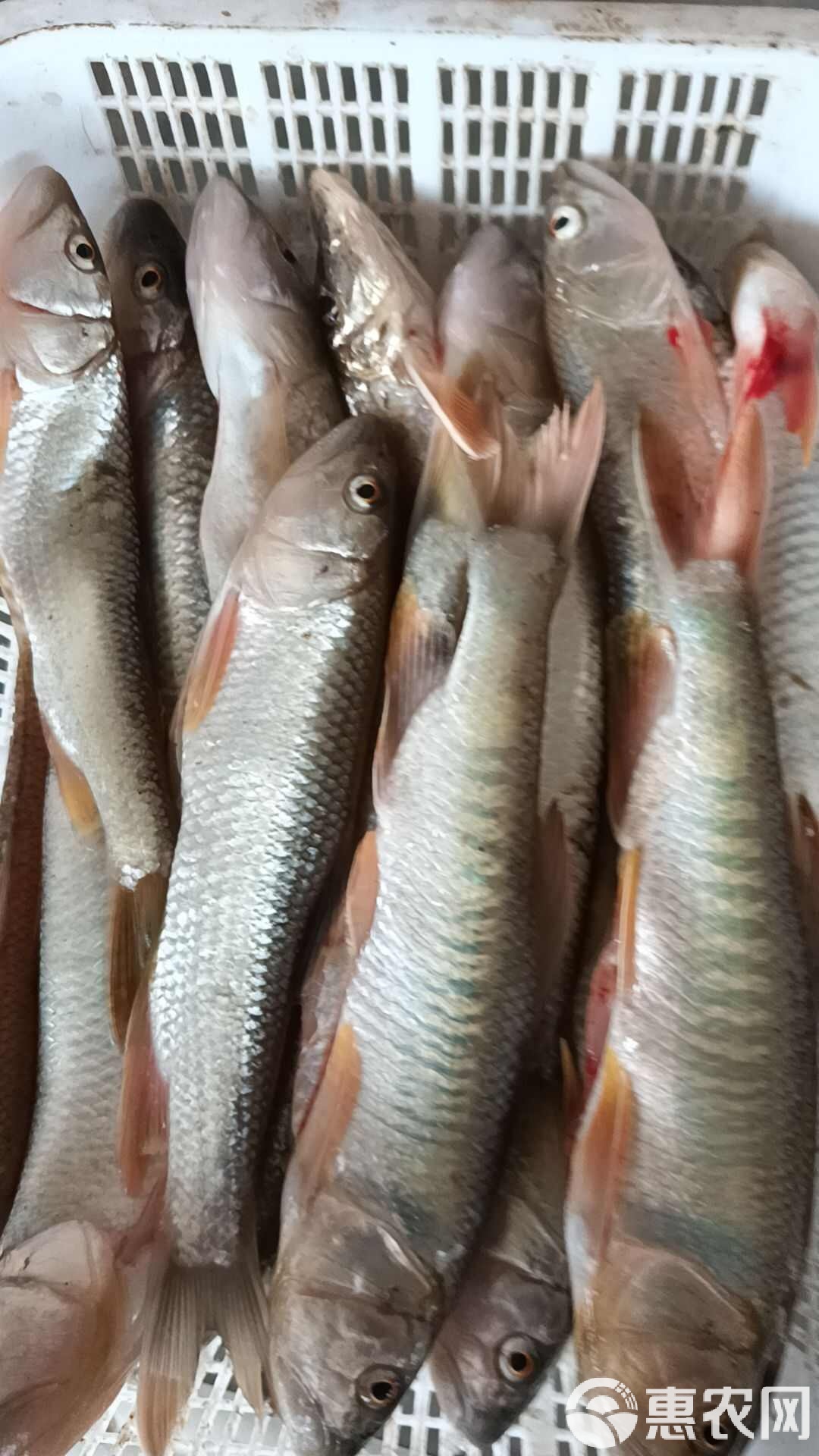 馬口魚(yú)價(jià)格走勢(shì)揭秘，市場(chǎng)趨勢(shì)、影響因素與案例分析全解析
