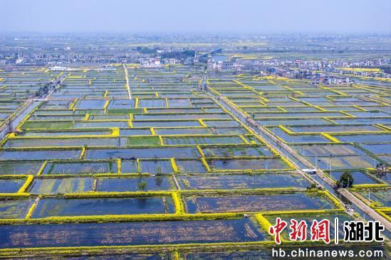 洪湖最新新聞網(wǎng)聚焦時事熱點，傳遞正能量聲音資訊