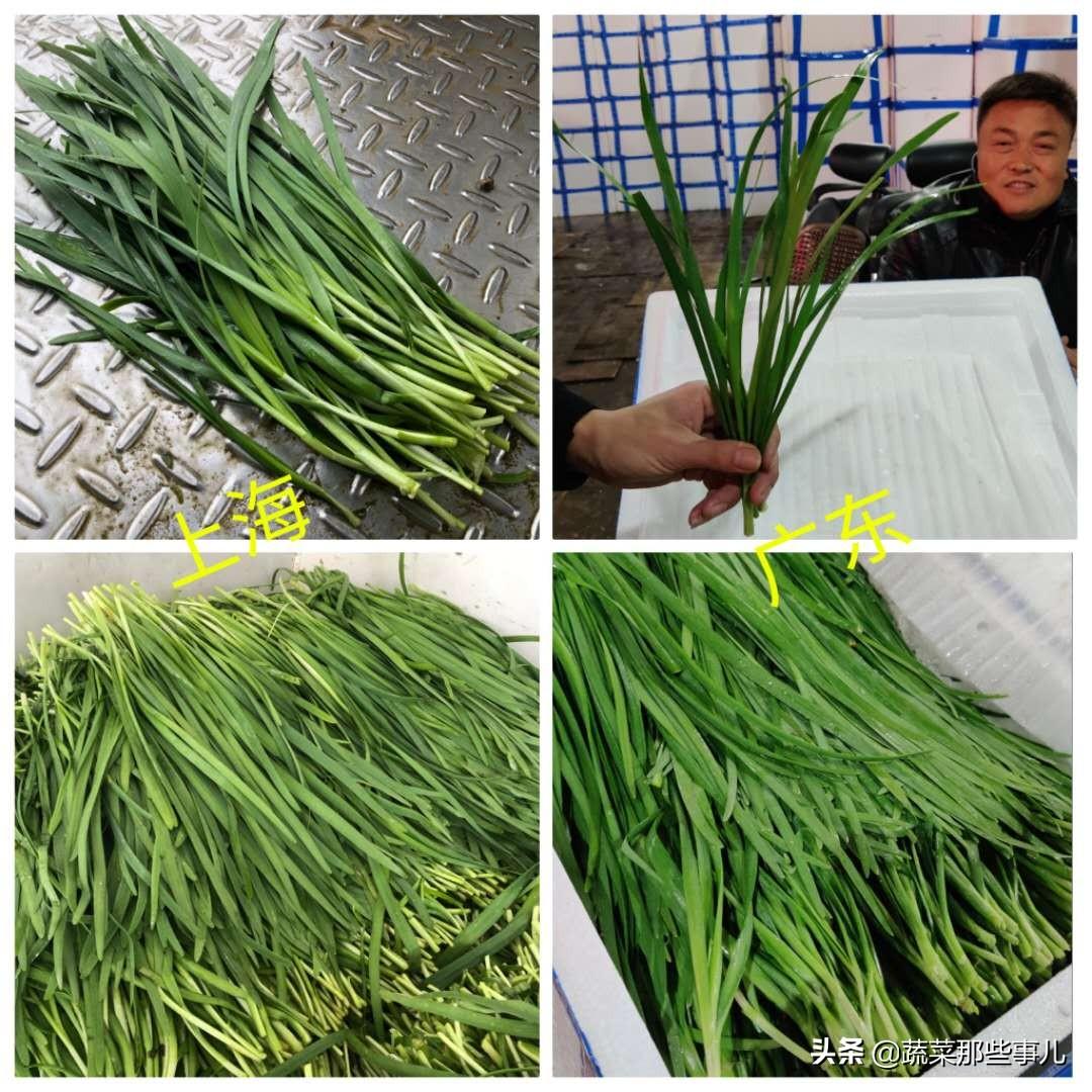 今日線椒價(jià)格行情及深度分析，最新市場(chǎng)動(dòng)態(tài)揭秘