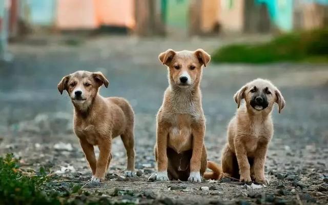 金庸犬奴踏上一場(chǎng)自然美景的治愈之旅最新章節(jié)