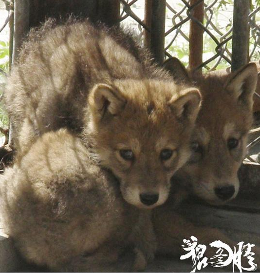 小萌狼最新作品，躍動(dòng)知識(shí)與自信成就感的魔法之旅