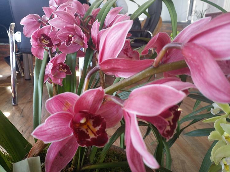 蕙蘭最新價(jià)格表揭秘，小巷深處的秘密花園