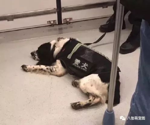 最新警犬電視劇大全