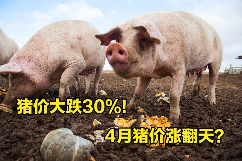 全國最新豬價(jià)行情動(dòng)態(tài)更新