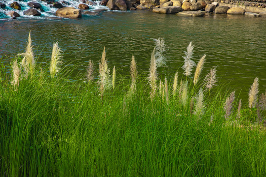 河邊草最新視頻網站，探索自然美景，尋找內心平和的旅行體驗